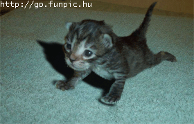 pompes